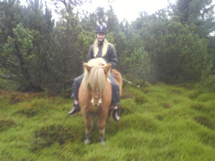 Islænder Glóa fra Gårde (solgt) billede 15