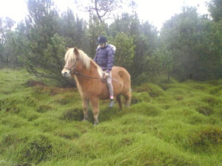 Islænder Glóa fra Gårde (solgt) billede 16