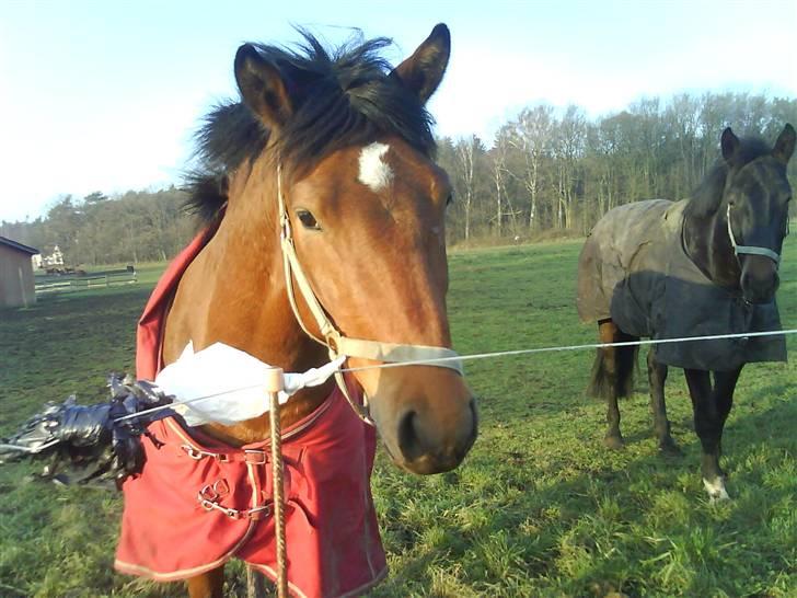 Holstener Rocky DJ    solgt :'( - Er det spiseligt billede 6