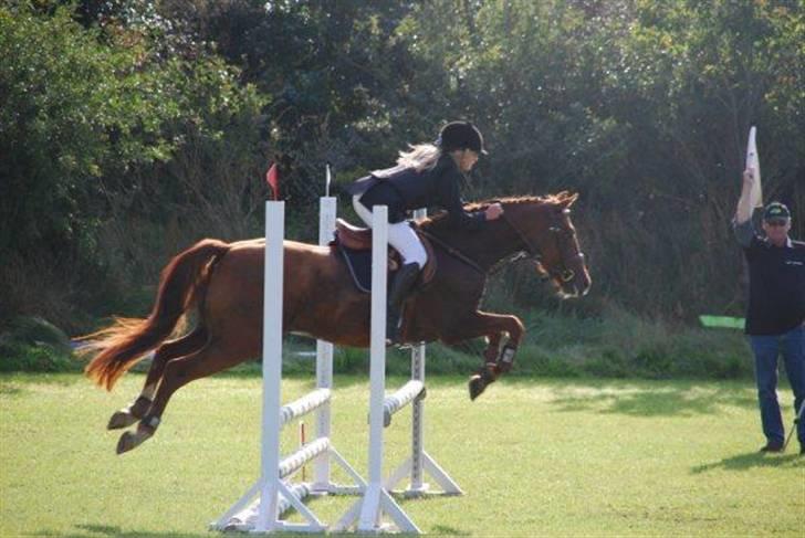 Hollandsk Sportspony Iwan *SOLGT* - støv. billede 5