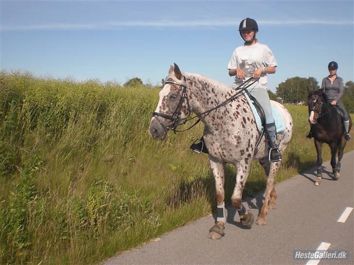 Appaloosa Spice girl R.I.P - Velkommen til Spice girl´s profil :D <333 billede 1