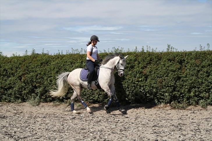 Trakehner Risdalens Rollo  billede 4