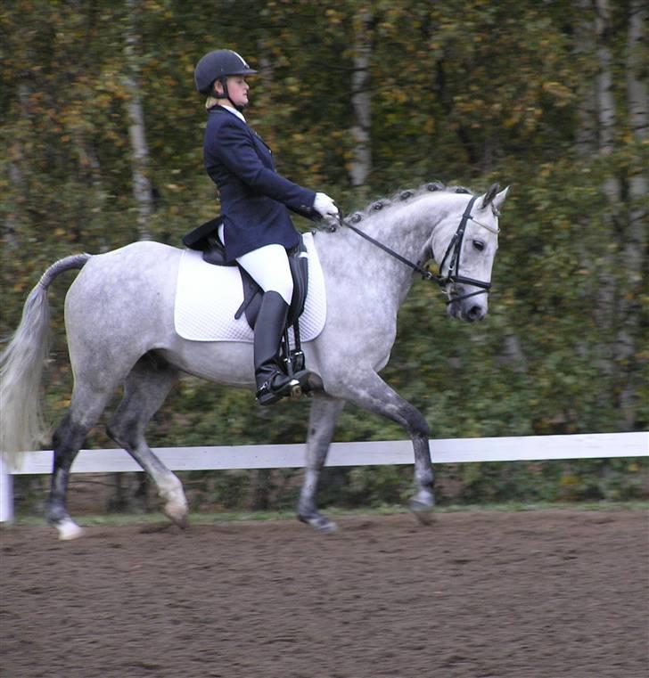 Trakehner Risdalens Rollo  billede 5