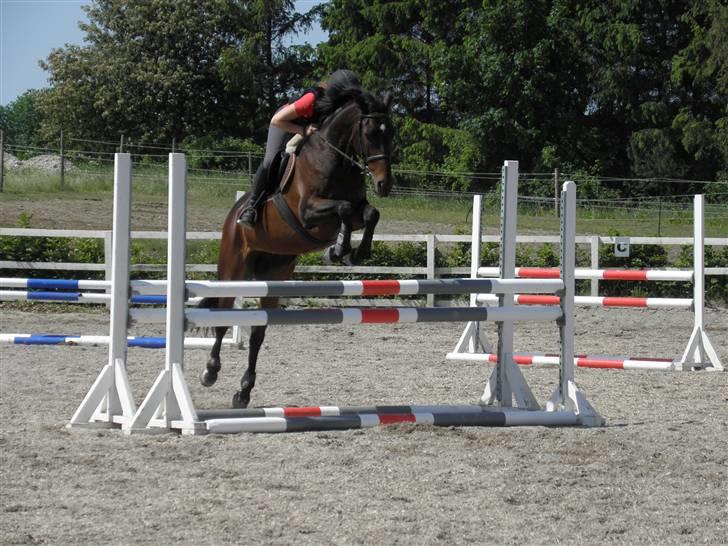 Dansk Varmblod Tembell | part - FLYVENDE! - Tembell og Mathilde til Albert Voorn kursus - hvor er de bare dygtige altså! :D <3 | foto: mig (må ikke kopieres) billede 6