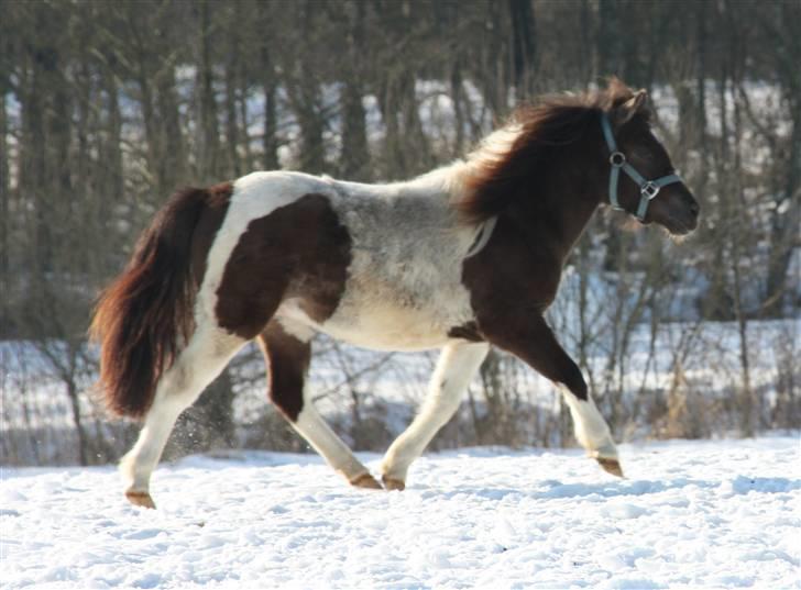 Pinto Charmeurs Safira / Saphira - D. 11. Feburar 2010 :) billede 12
