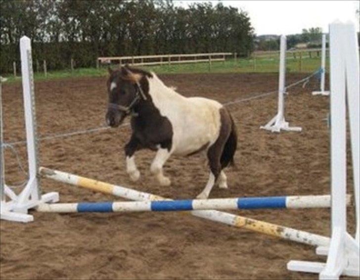 Pinto Charmeurs Safira / Saphira - 1. gang hun sådan rigtig løsspringer :) billede 13