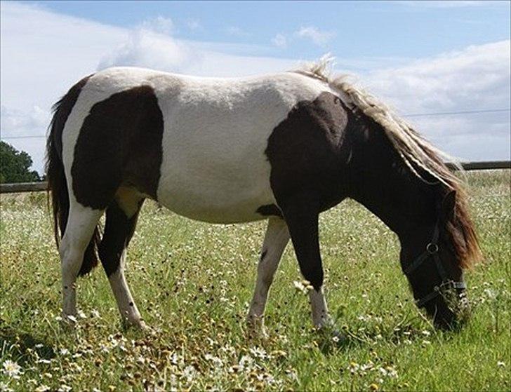 Pinto Charmeurs Safira / Saphira - På fold, Kamillas billed ... billede 14