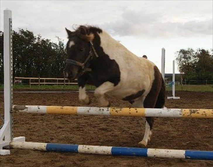 Pinto Charmeurs Safira / Saphira - 1. gang hun sådan rigtig løsspringer :) billede 15