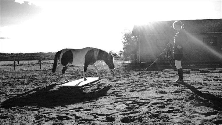 Pinto Charmeurs Safira / Saphira - træning, kamillas billed :) billede 16