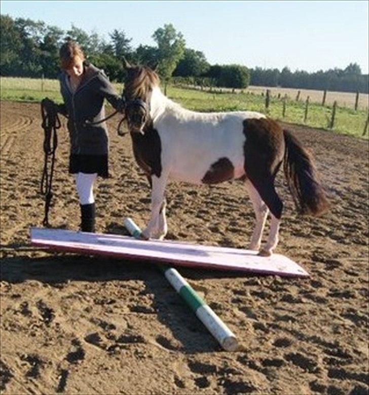 Pinto Charmeurs Safira / Saphira - træning, kamillas billed  :) billede 17