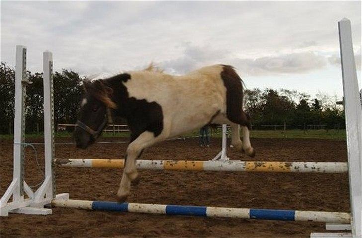 Pinto Charmeurs Safira / Saphira - 1. gang hun sådan rigtig løsspringer :) billede 18