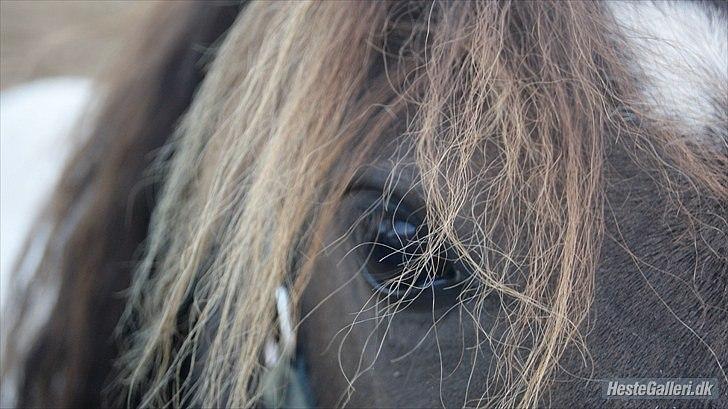 Pinto Charmeurs Safira / Saphira - På fold, Kamillas billed ... billede 19