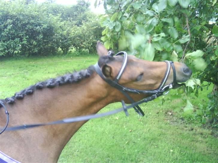 Anden særlig race Coda<3  - Så blev han sulten ha. ha  billede 10