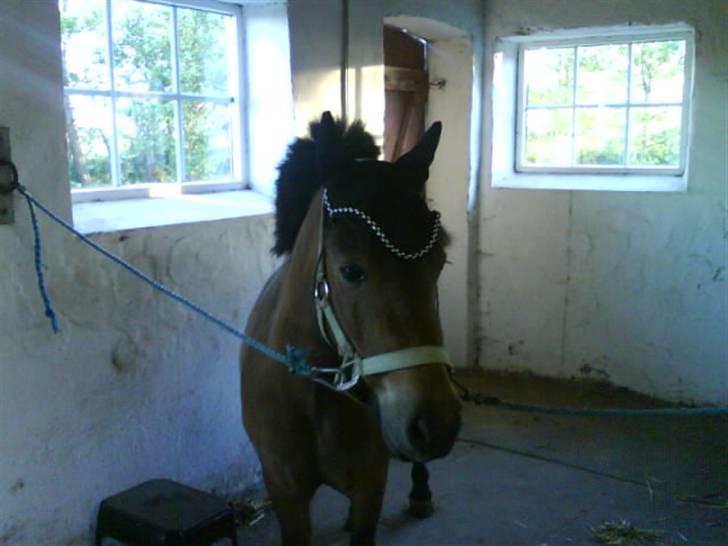 Anden særlig race Coda<3  - Første gang han havde en hut på eller hvad de nu hedder.. billede 11