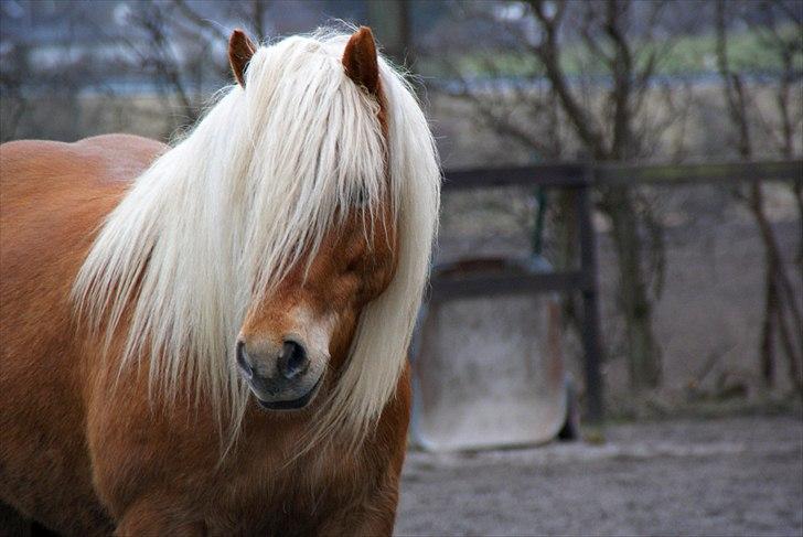 Haflinger Birch's Currin - Birch´s Currin <3 - vinter 2011 billede 9