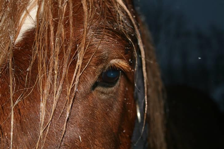 Jyde Freja - december 2008 billede 16