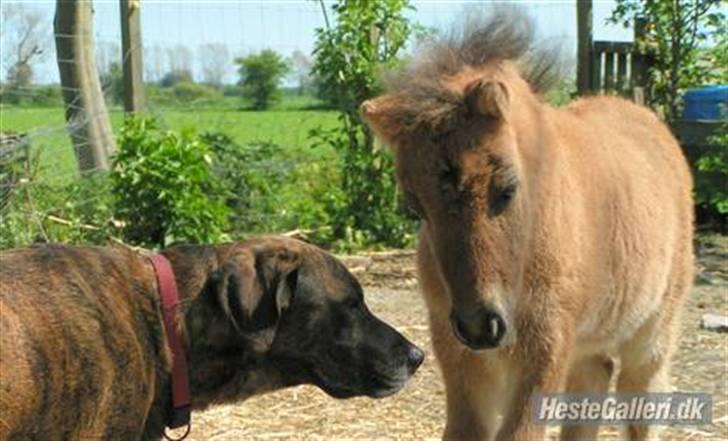 Shetlænder Thorshøjs Trym - 3 uger gammel med legekammerat #1 hunden Trud billede 1