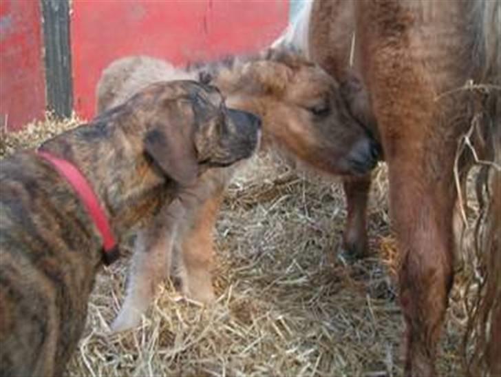 Shetlænder Thorshøjs Trym - Trym som nyfødt der bliver passet og nusset af Trud billede 2