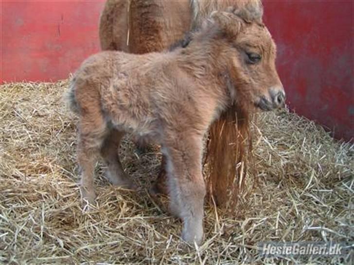 Shetlænder Thorshøjs Trym - Nyfødt... billede 3