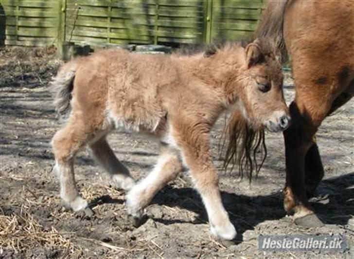 Shetlænder Thorshøjs Trym - Nyfødt og ude på en af de første gåture... billede 4