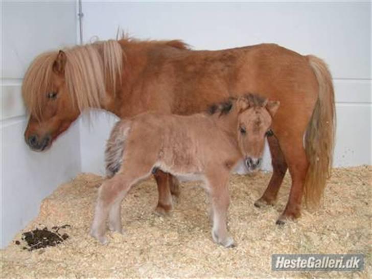 Shetlænder Thorshøjs Trym - Trym på "sygehuset" billede 5