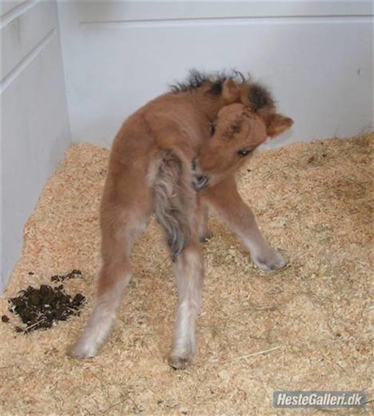 Shetlænder Thorshøjs Trym - Trym på "sygehuset" billede 6