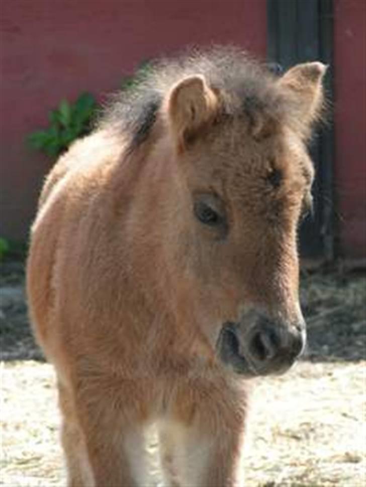 Shetlænder Thorshøjs Trym - 3 uger gammel billede 7