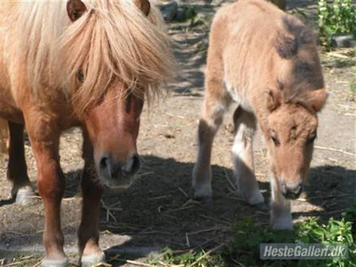 Shetlænder Thorshøjs Trym - 3 uger gammel billede 8