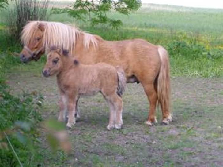 Shetlænder Thorshøjs Trym - 4 uger gammel billede 9