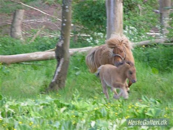 Shetlænder Thorshøjs Trym - 4 uger gammel på græs i Præstø hos Gaia´s "mor" billede 10