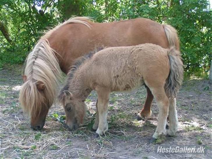 Shetlænder Thorshøjs Trym - 9 uger gammel billede 11