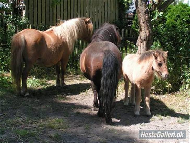 Shetlænder Thorshøjs Trym - Familiehygge i Præstø med "Tante Lif" billede 12