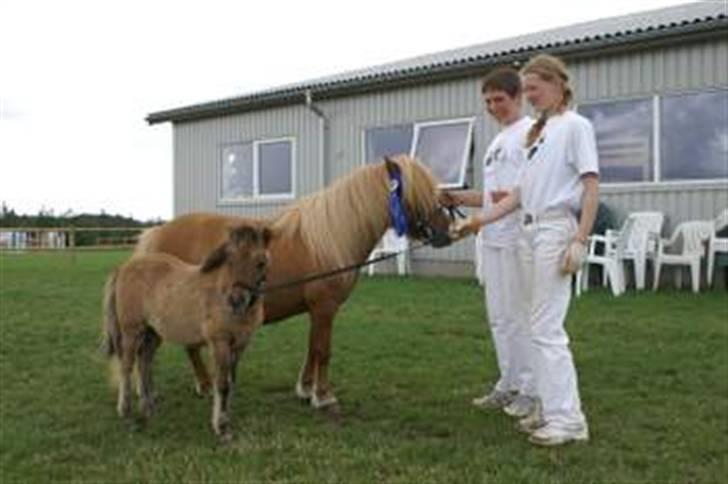 Shetlænder Thorshøjs Trym - Med mor til kåring, Juhu hvor folk griner når man laver sjove hop :) billede 13