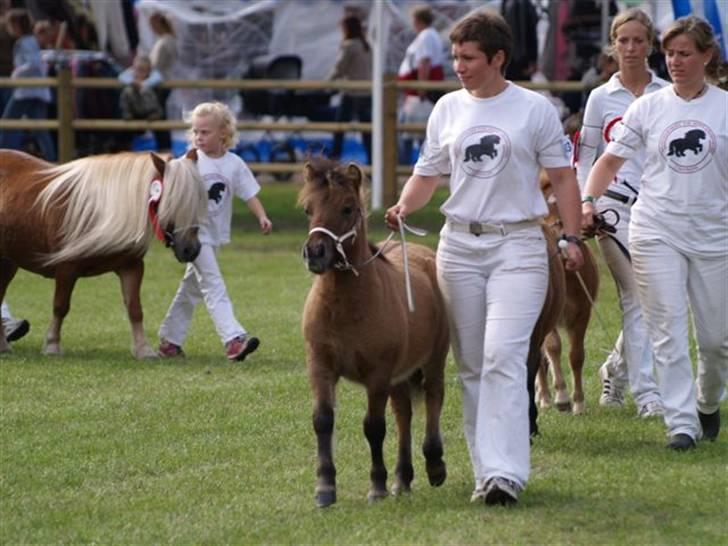 Shetlænder Thorshøjs Trym - Til finalen, St. Hestedag 2008 (Foto: Jette Thelin) billede 14