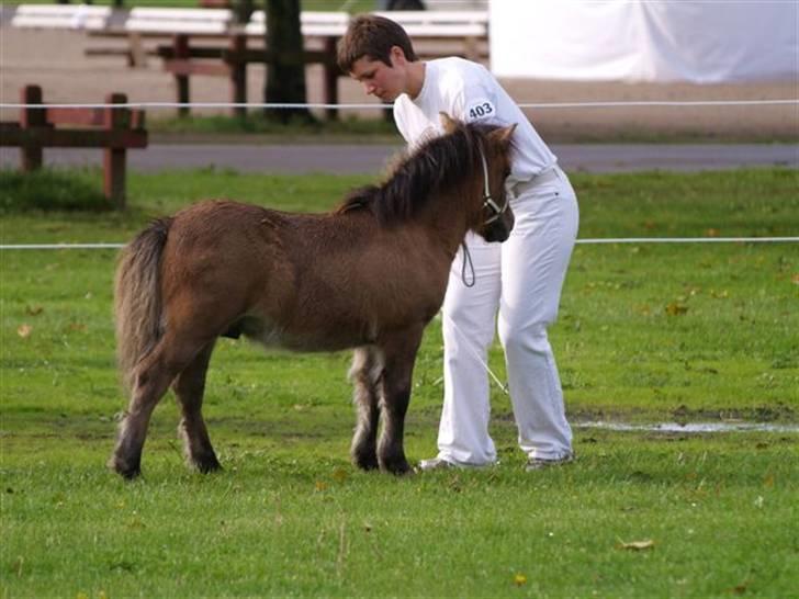 Shetlænder Thorshøjs Trym - Fløj ud af 15 hingsteføl! (Foto: Jette Thelin) billede 15