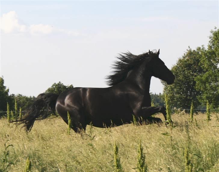 Anden særlig race Diego  billede 19