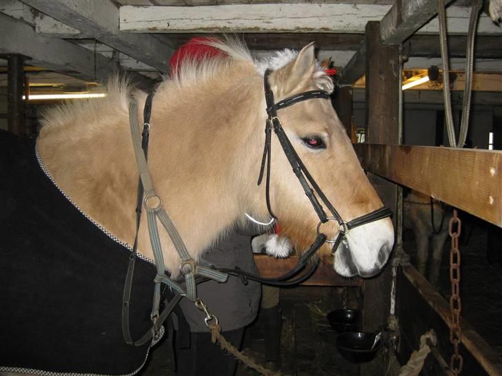 Fjordhest Nørgårdens Athene - sadler op til juletur jul 08 billede 11