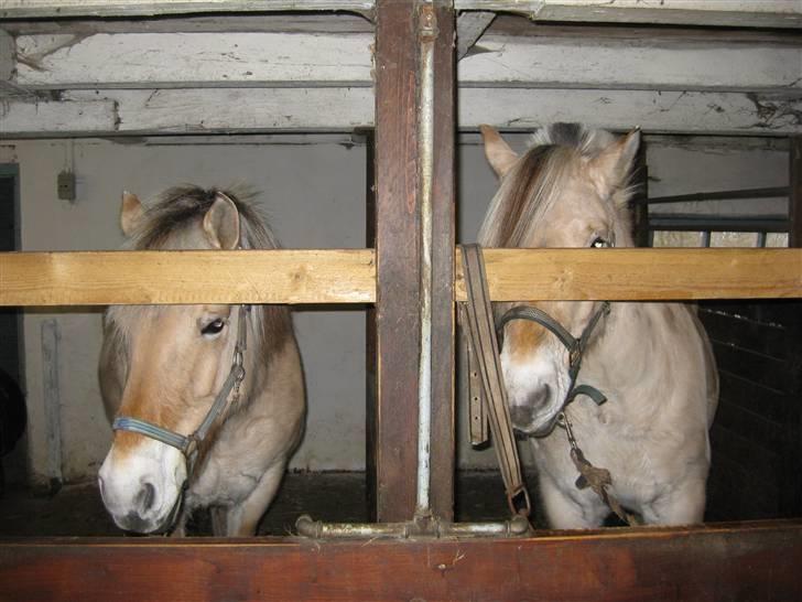 Fjordhest Nørgårdens Athene - tv: athene th: tøsen jul 08 billede 12