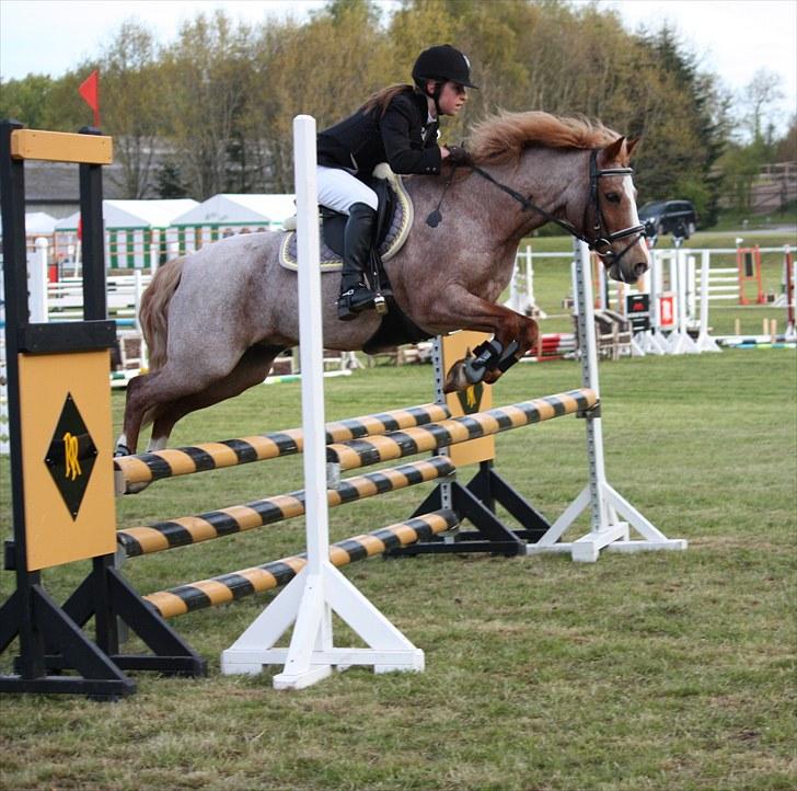 Anden særlig race Mario - Mig og Mario til springstævne (: billede 11