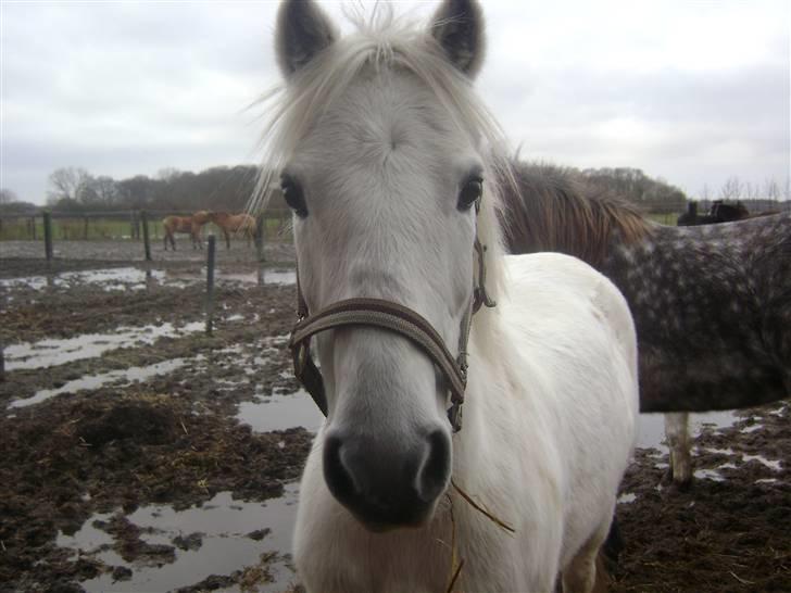 Welsh Pony (sec B) vivaldi - nu hvor er han sød hvad billede 3