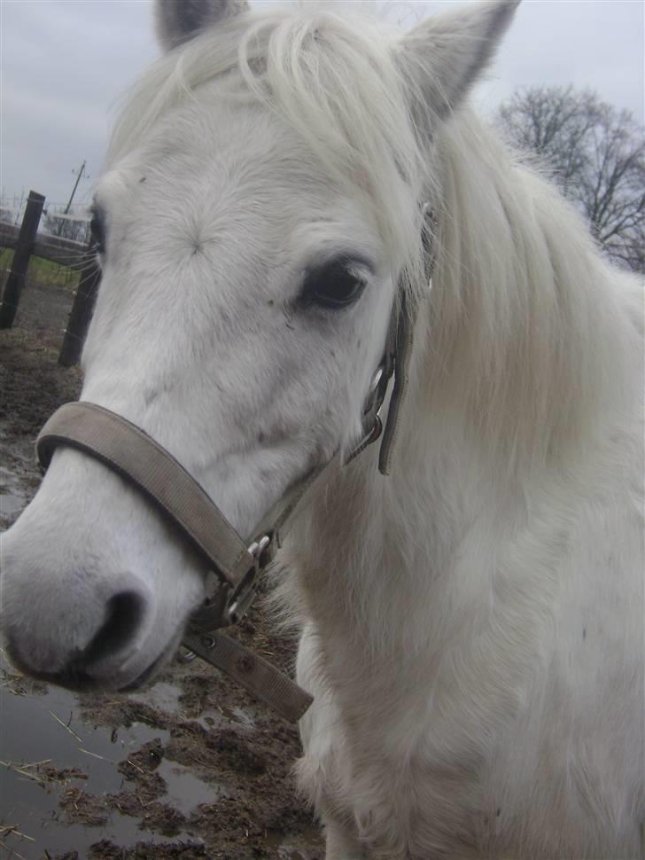 Welsh Pony (sec B) vivaldi - søde er han ik sød billede 4