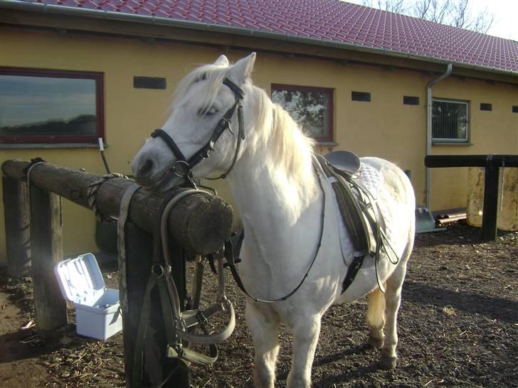 Welsh Pony (sec B) vivaldi - tak for billedert michella billede 5