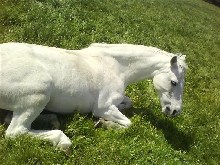 Welsh Pony (sec B) vivaldi billede 7