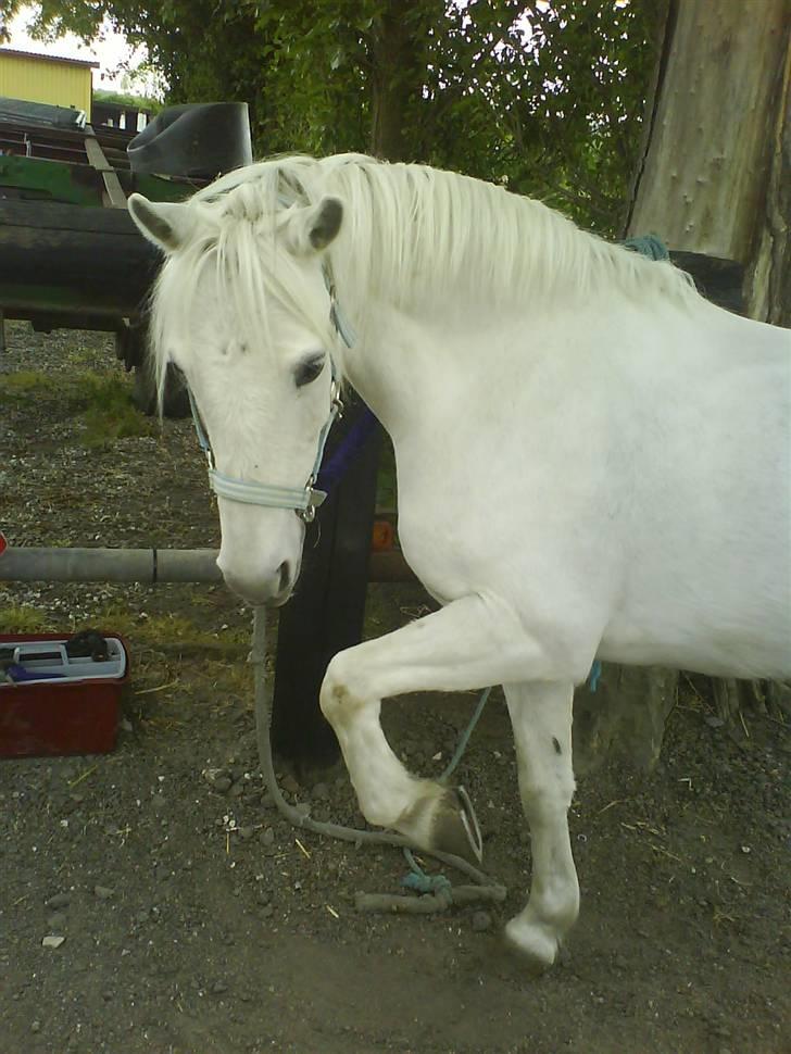 Welsh Pony (sec B) vivaldi billede 8