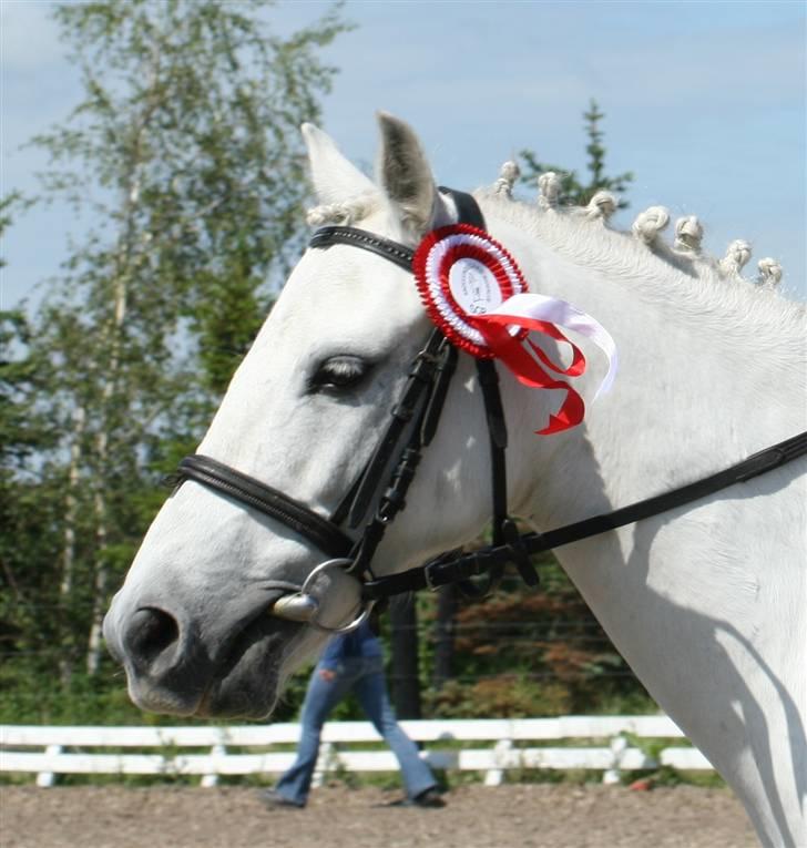 Welsh Pony (sec B) vivaldi - tak michella for dem alle billede 9