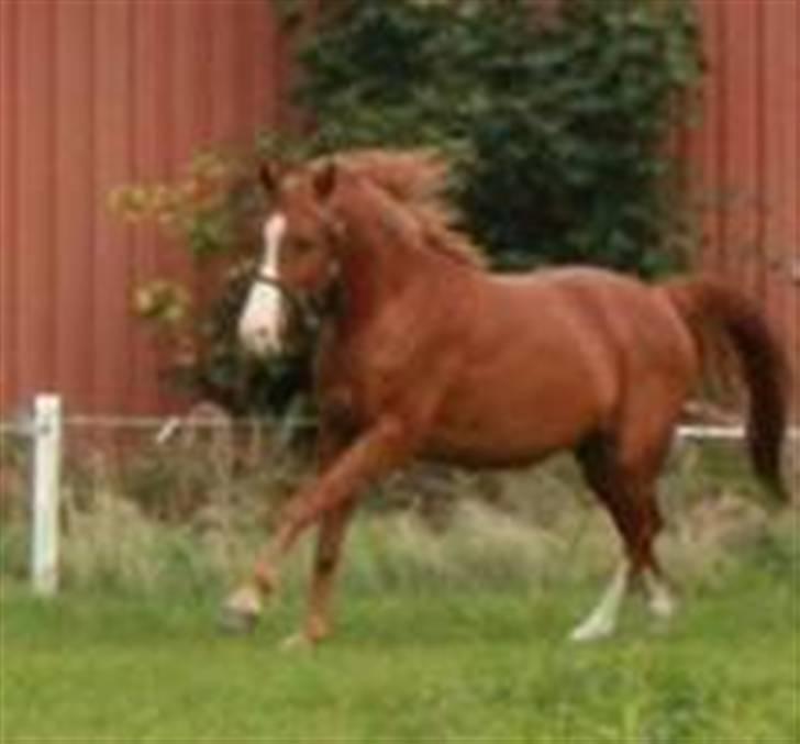 Palomino Stargolds Pasha SOLGT billede 19