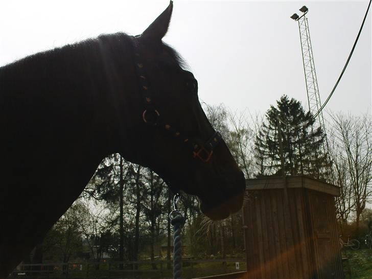 Anden særlig race Ferrari billede 10