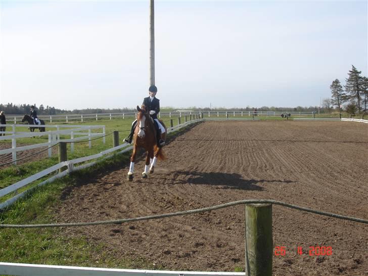 Frederiksborg Chaca Kronborg SOLGT :( billede 9