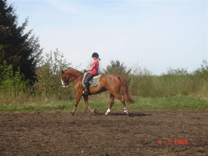 Frederiksborg Chaca Kronborg SOLGT :( billede 12