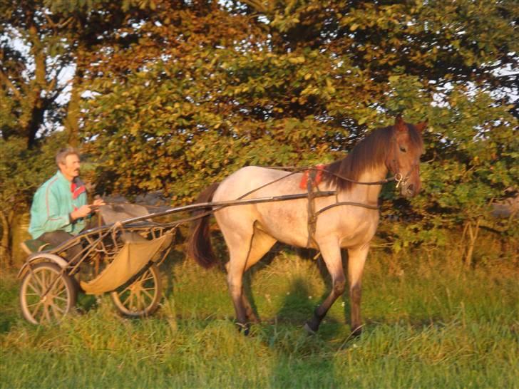 Traver Papaya Kaski  billede 9